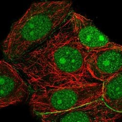 Invitrogen RRP7A Polyclonal Antibody 100 &mu;L; Unconjugated:Antibodies,