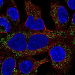 Invitrogen MRPL19 Polyclonal Antibody 100 &mu;L; Unconjugated:Antibodies,