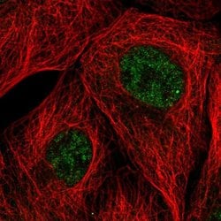 Invitrogen EMC7 Polyclonal Antibody 100 &mu;L; Unconjugated:Antibodies,