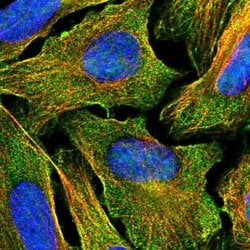 Invitrogen CDH26 Polyclonal Antibody 100 &mu;L | Buy Online | Invitrogen&trade; | Fisher Scientific