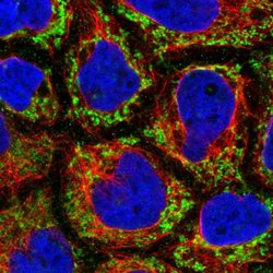 Invitrogen MRPL47 Polyclonal Antibody 100 &mu;L; Unconjugated:Antibodies,