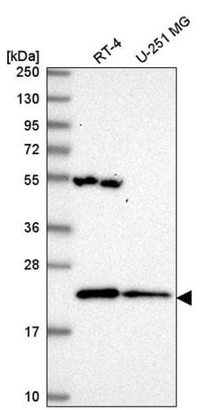 Invitrogen MRPL47 Polyclonal Antibody 100 &mu;L; Unconjugated:Antibodies,