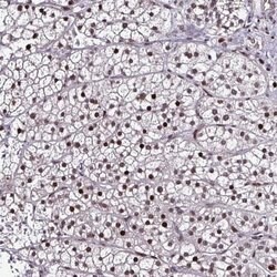 Invitrogen TOB1 Polyclonal Antibody 100 &mu;L; Unconjugated:Antibodies,