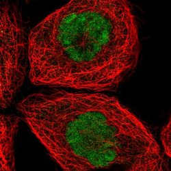 Invitrogen SPTY2D1 Polyclonal Antibody 100 &mu;L; Unconjugated:Antibodies,