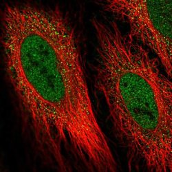 Invitrogen DIO2 Polyclonal Antibody 100 &mu;L; Unconjugated:Antibodies,