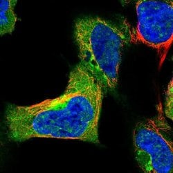 Invitrogen SYAP1 Polyclonal Antibody 100 &mu;L; Unconjugated:Antibodies,