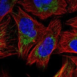 SFXN3 Polyclonal Antibody:Antibodies, Polyclonal