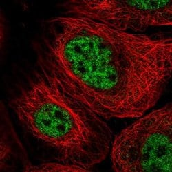 Invitrogen GINS3 Polyclonal Antibody 100 &mu;L; Unconjugated:Antibodies,
