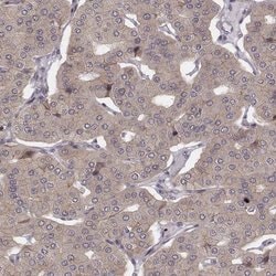 Invitrogen WDR59 Polyclonal Antibody 100 &mu;L; Unconjugated:Antibodies,