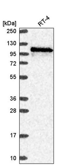 Invitrogen WDR59 Polyclonal Antibody 100 &mu;L; Unconjugated:Antibodies,