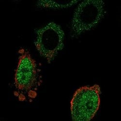 Invitrogen MOSPD3 Polyclonal Antibody 100 &mu;L | Buy Online | Invitrogen&trade; | Fisher Scientific