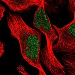 Invitrogen PTBP3 Polyclonal Antibody 100 &mu;L; Unconjugated:Antibodies,