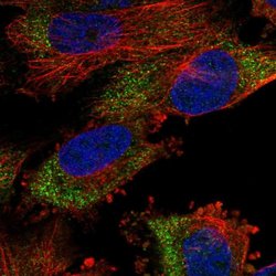 Invitrogen MSL2 Polyclonal Antibody 100 &mu;L; Unconjugated:Antibodies,