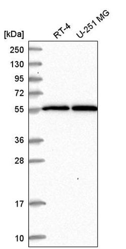 Invitrogen MSL2 Polyclonal Antibody 100 &mu;L; Unconjugated:Antibodies,