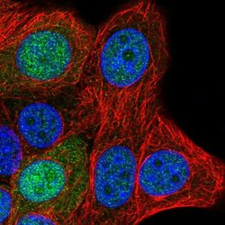 Invitrogen SAP30L Polyclonal Antibody 100 &mu;L; Unconjugated:Antibodies,