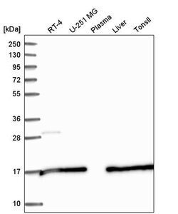 Invitrogen SAP30L Polyclonal Antibody 100 &mu;L; Unconjugated:Antibodies,