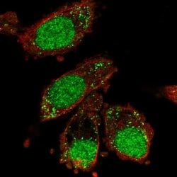 Invitrogen XAB2 Polyclonal Antibody 100 &mu;L; Unconjugated:Antibodies,