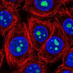 Invitrogen LLPH Polyclonal Antibody 100 &mu;L; Unconjugated:Antibodies,