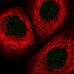 Invitrogen HLTF Polyclonal Antibody 100 &mu;L; Unconjugated:Antibodies,