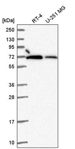 Invitrogen RBBP5 Polyclonal Antibody 100 &mu;L | Buy Online | Invitrogen&trade; | Fisher Scientific