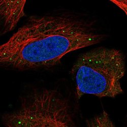Invitrogen HSD11B1L Polyclonal Antibody 100 &mu;L; Unconjugated:Antibodies,