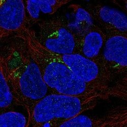 Invitrogen PDXDC1 Polyclonal Antibody 100 &mu;L; Unconjugated:Antibodies,