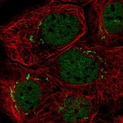 Invitrogen MFAP3 Polyclonal Antibody 100 &mu;L; Unconjugated:Antibodies,