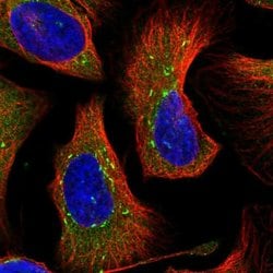 Invitrogen DNAJC21 Polyclonal Antibody 100 &mu;L; Unconjugated:Antibodies,