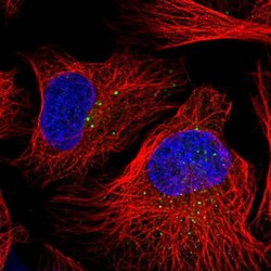 Invitrogen DZIP3 Polyclonal Antibody 100 &mu;L; Unconjugated:Antibodies,