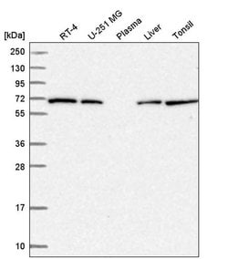 Invitrogen COG8 Polyclonal Antibody 100 &mu;L | Buy Online | Invitrogen&trade; | Fisher Scientific