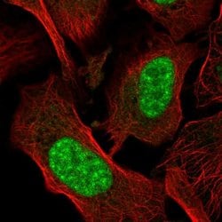 Invitrogen AES Polyclonal Antibody 100 &mu;L; Unconjugated:Antibodies,