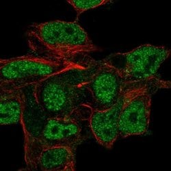Invitrogen CSPG5 Polyclonal Antibody 100 &mu;L; Unconjugated:Antibodies,