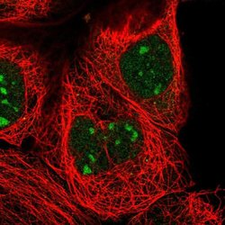 Invitrogen ZXDC Polyclonal Antibody 100 &mu;L; Unconjugated:Antibodies,