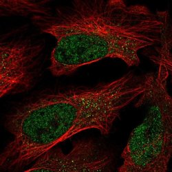 Invitrogen C7orf25 Polyclonal Antibody 100 &mu;L; Unconjugated:Antibodies,