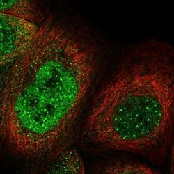 Invitrogen Casc5 Polyclonal Antibody 100 &mu;L; Unconjugated:Antibodies,