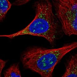 Invitrogen ERGIC2 Polyclonal Antibody 100 &mu;L; Unconjugated:Antibodies,