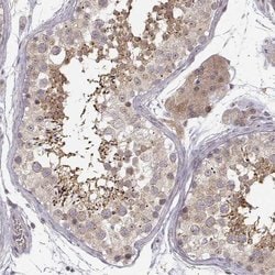 Invitrogen ERGIC2 Polyclonal Antibody 100 &mu;L; Unconjugated:Antibodies,