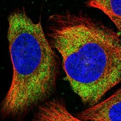 Invitrogen Tomosyn Polyclonal Antibody 100 &mu;L; Unconjugated:Antibodies,