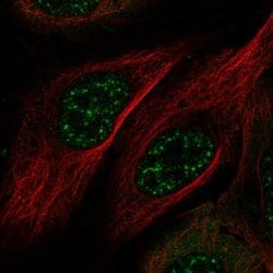 Invitrogen MAMSTR Polyclonal Antibody 100 &mu;L; Unconjugated:Antibodies,