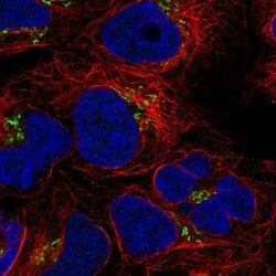Invitrogen BLOC1S3 Polyclonal Antibody 100 &mu;L; Unconjugated:Antibodies,