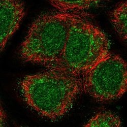 Invitrogen NPNT Polyclonal Antibody 100 &mu;L; Unconjugated:Antibodies,