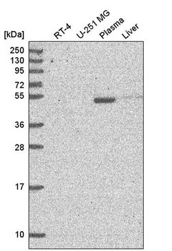 Invitrogen NPNT Polyclonal Antibody 100 &mu;L; Unconjugated:Antibodies,