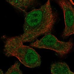 Invitrogen EGFL5 Polyclonal Antibody 100 &mu;L; Unconjugated:Antibodies,