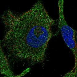 Invitrogen RAB42 Polyclonal Antibody 100 &mu;L; Unconjugated:Antibodies,