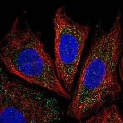 Invitrogen IRGQ Polyclonal Antibody 100 &mu;L | Buy Online | Invitrogen&trade; | Fisher Scientific