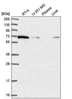 Invitrogen IRGQ Polyclonal Antibody 100 &mu;L | Buy Online | Invitrogen&trade; | Fisher Scientific