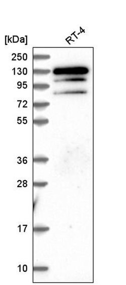 Invitrogen KRBA1 Polyclonal Antibody 100 &mu;L; Unconjugated:Antibodies,