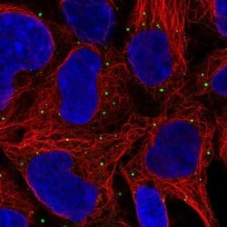 Invitrogen GNL1 Polyclonal Antibody 100 &mu;L; Unconjugated:Antibodies,