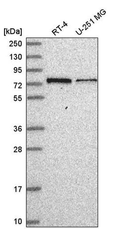 Invitrogen GNL1 Polyclonal Antibody 100 &mu;L; Unconjugated:Antibodies,