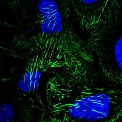 Invitrogen Septin-9 Polyclonal Antibody 100 &mu;L; Unconjugated:Antibodies,
